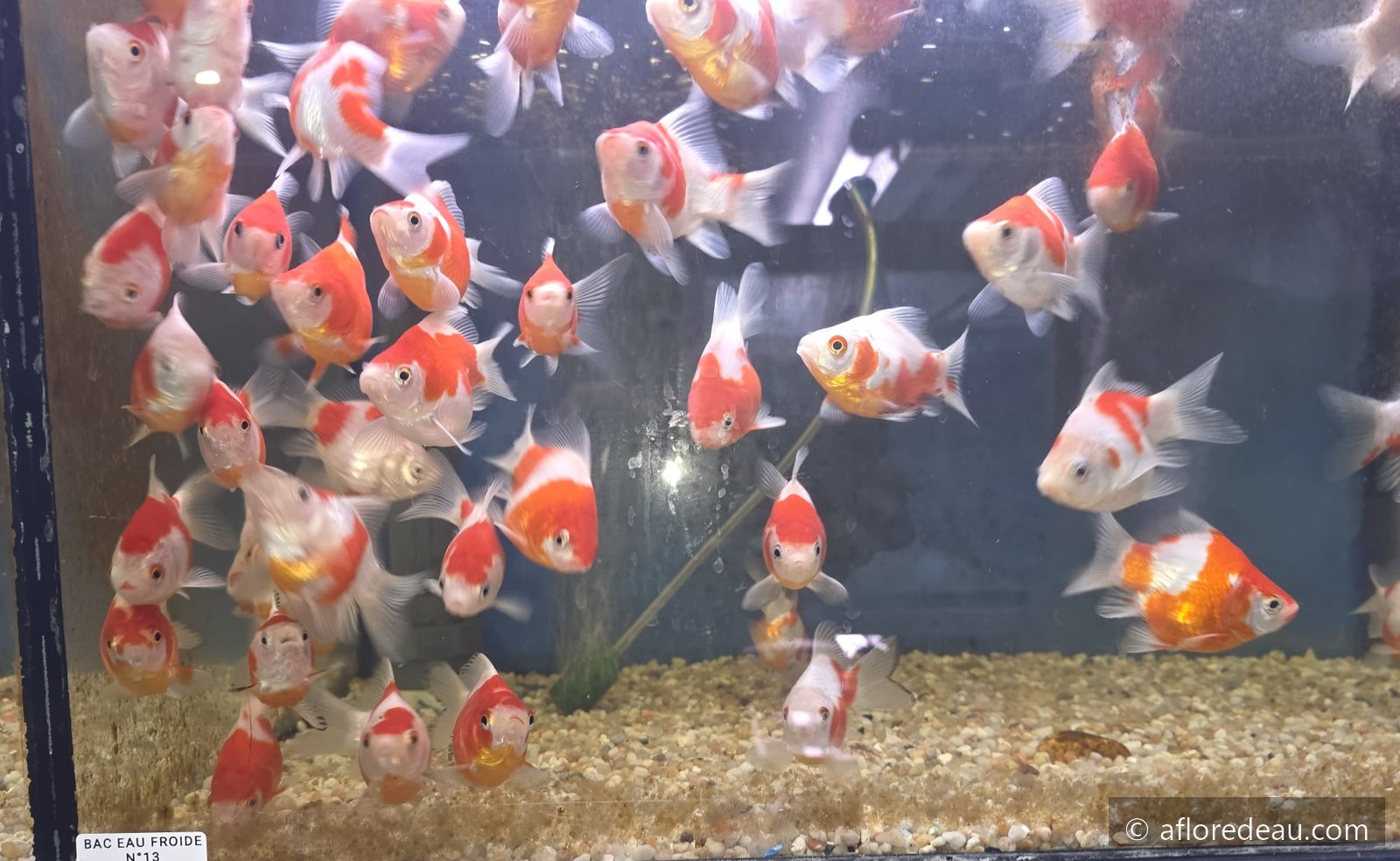 Tamasaba tosai rouge et blanc dans un bac de vente du magasin À Flore d'Eau à Lesneven