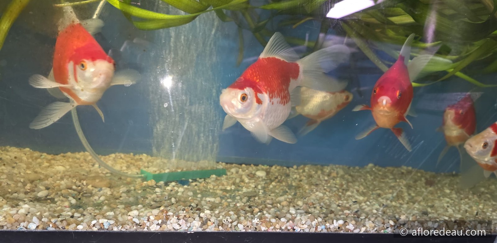 Tamasaba nisai de 20 cm