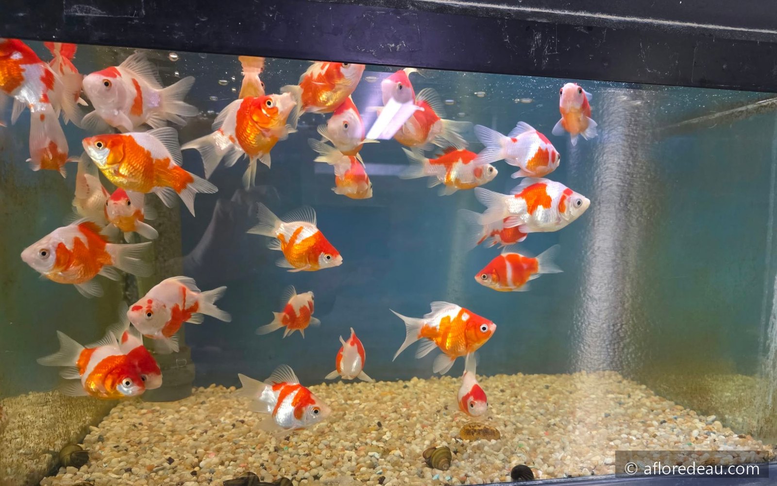 Tamasaba tosai de 6 cm